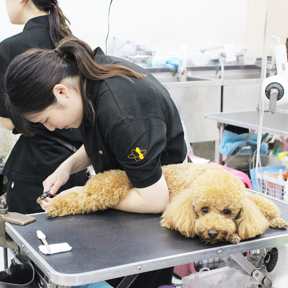 夏休みも継続的にトリミング実習☆
